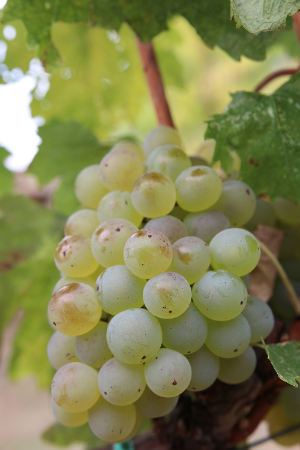 ヴェルナッチャ・ディ・サン・ジミニャーノ (Vernaccia di San Gimignano)